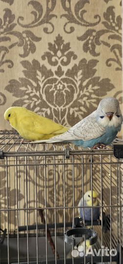 Выстовочный волнистый попугай Чех