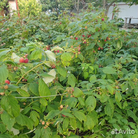 Саженцы красной и желтой малины