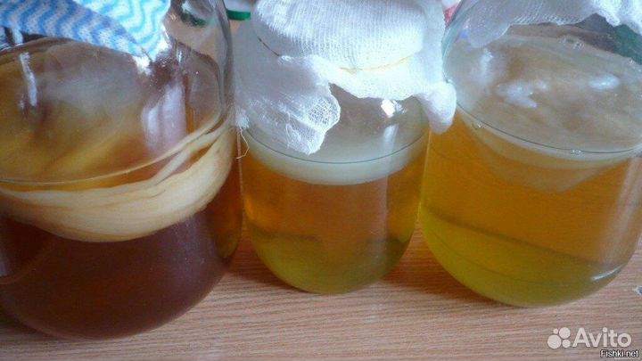 Чайный гриб взрослые пластины