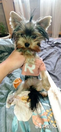 Йорочка mini девочка