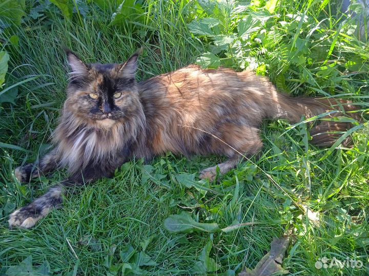 Котята мейн-кун
