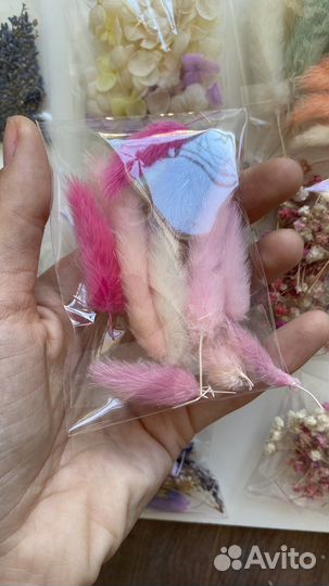 Сухоцветы для творчества