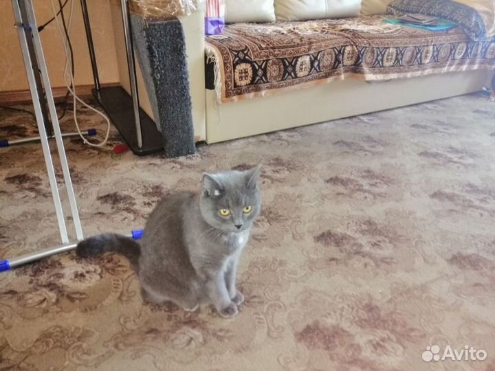Кошка в добрые руки