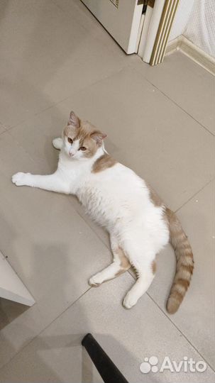 Кот Мурзилкин очень ласковый