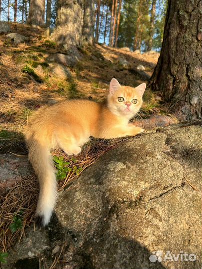 Золотая шиншилла ny12