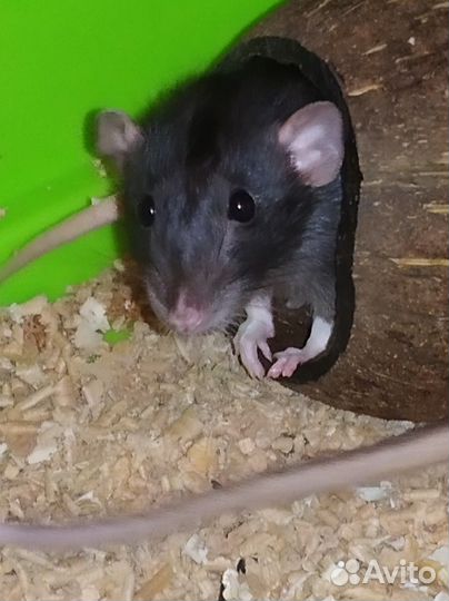 Крыски в добрые руки