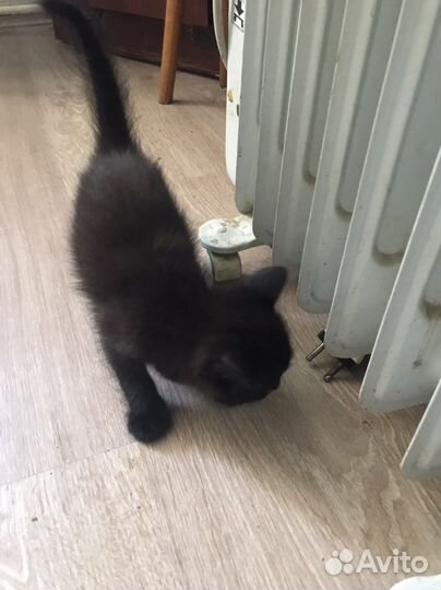 Отдам котенка в добрые руки