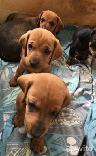 Щенки таксы