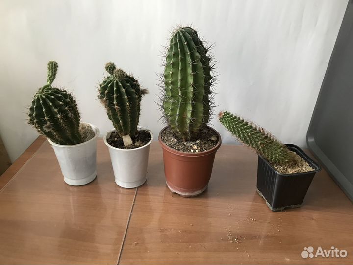 Кактусы и суккуленты