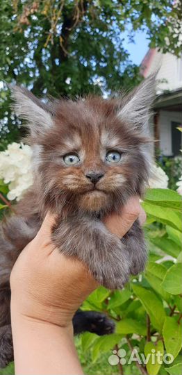 Котята Мейн-кун