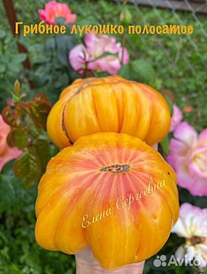 Семена томатов (2)