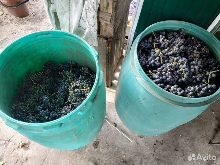 Виноград на вино,сок 70-100кг