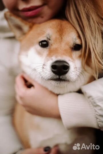 Аренда собаки Сиба Ину