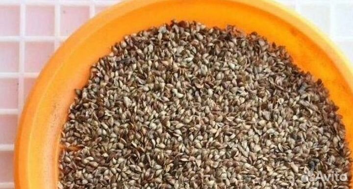 Семена сосны обыкновенной