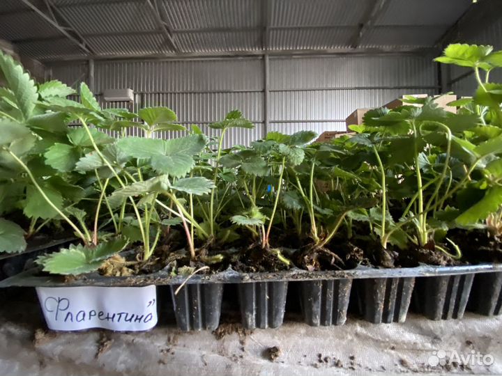 Рассада клубники ксд/нсд кассета, фриго, минитрэй