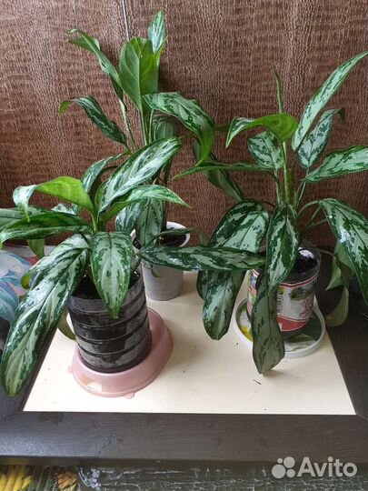 Аглаонема Трейба