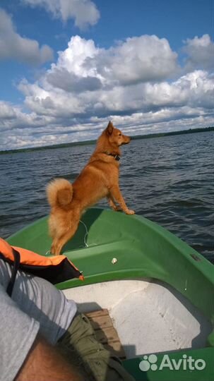 Вязка карело-финская лайка