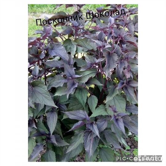 Многолетники информация в описании