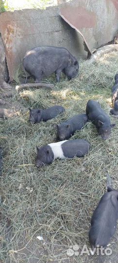 Вьетнамские вислобрюхие поросята