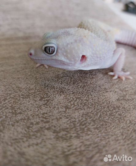 Геккон эублефар