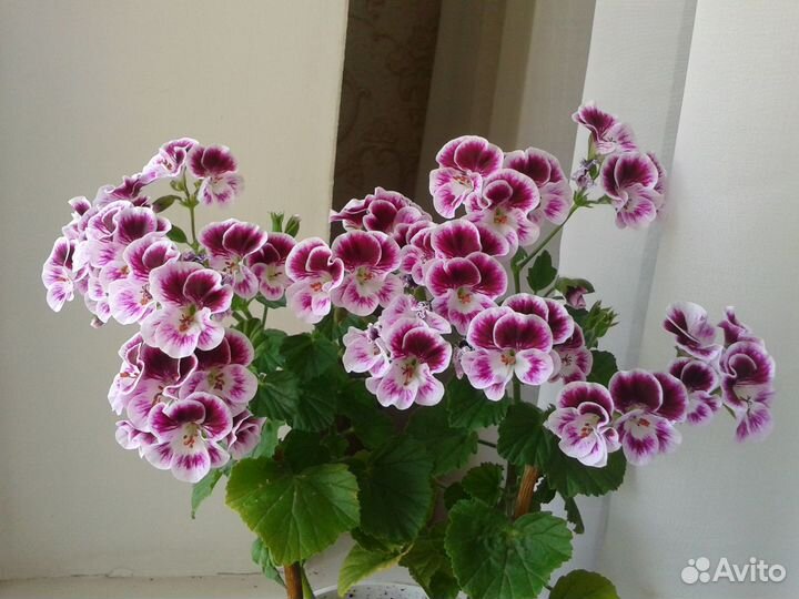 Пеларгония сортовая 