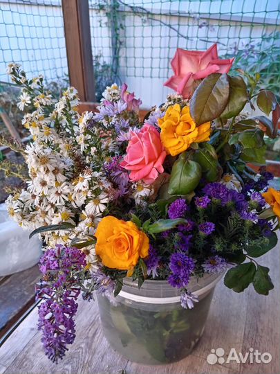 Растения для сада