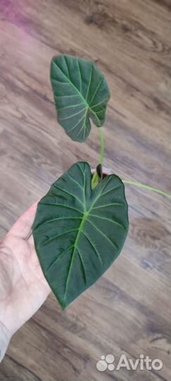 Алоказия Регал Шилдс