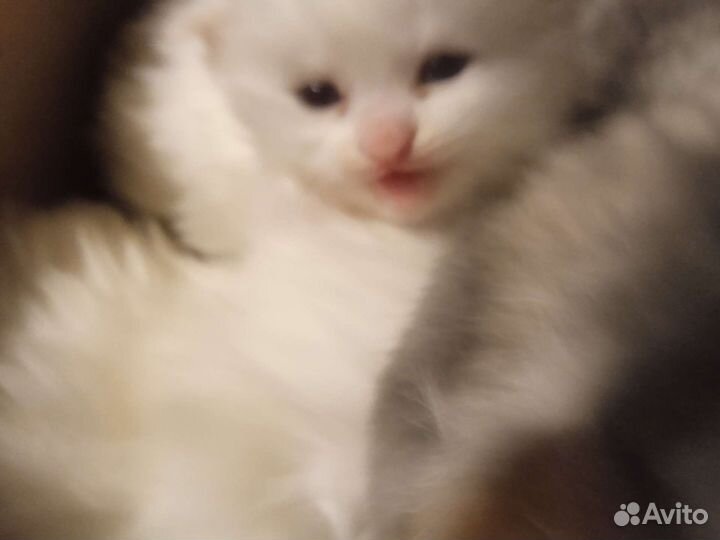 Разноглазый белый кот 1.5 г. развязан