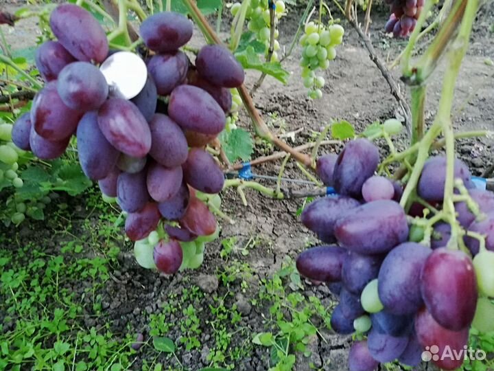 Черенки винограда