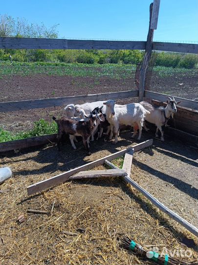 Коза и козлята