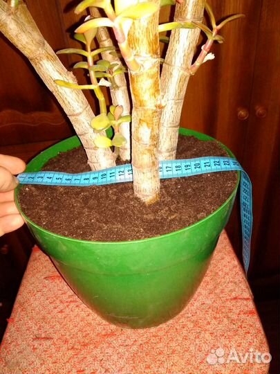 Денежное дерево