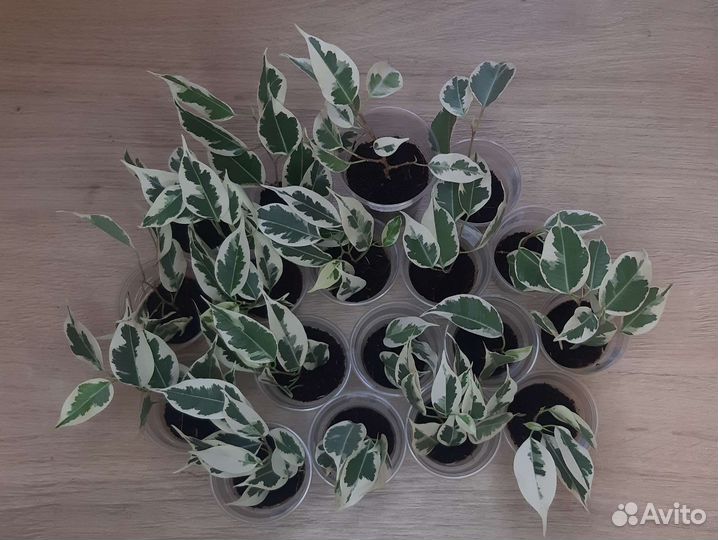 Фикус Бенджамина Твилайт