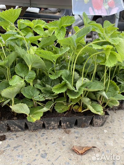 Рассада клубники альба,азия