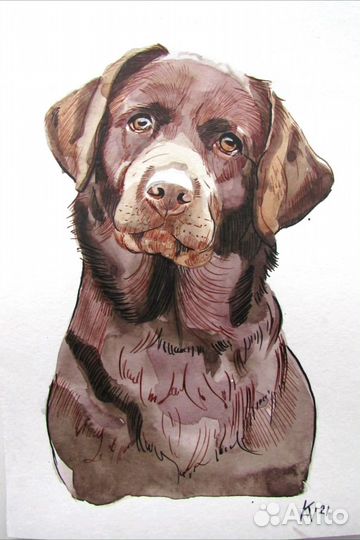 Шоколадный лабрадор портрет