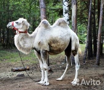 20апр.24 Экскурсия в Верх-Нейвинский /ту3032