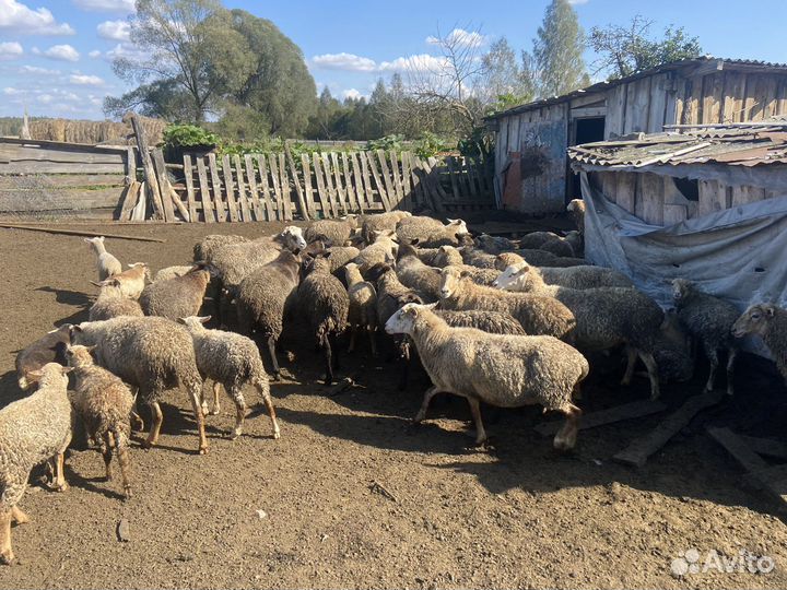 Овцы бараны ягнята романовские