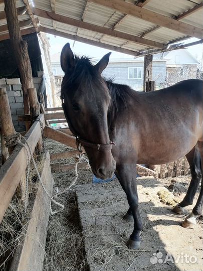 Продажа лошадей