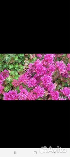 Очиток седум, почвопокровник