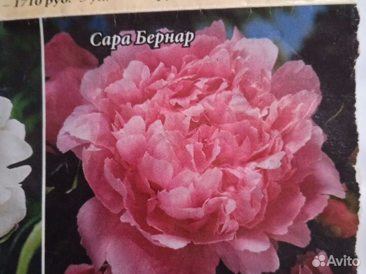 Пионы саженцы