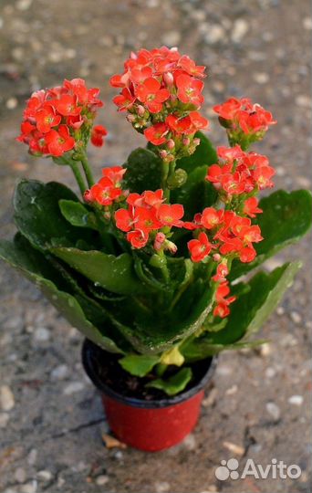 Домашние цветы