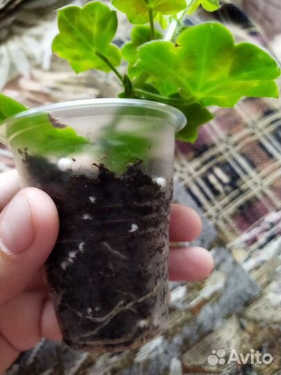 Плющелистная пеларгония 'Royal Black Rose'