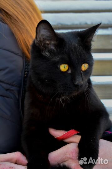 Ищет дом молодой котик