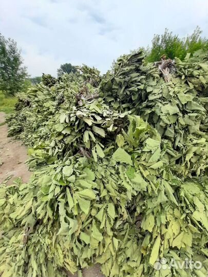 Веник дубовый (хватает на 10 раз)