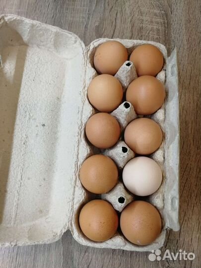 Домашние куриные яйца