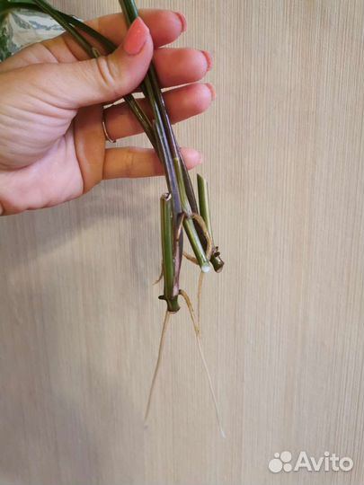 Сингониум империал вайт imperial white