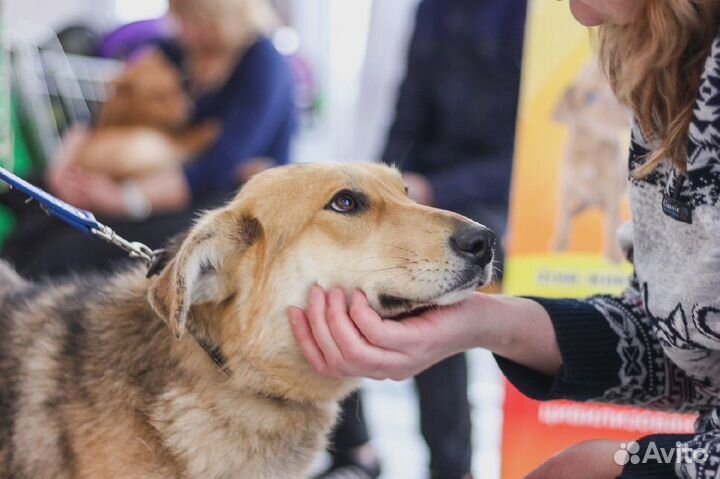 Собака в добрые руки