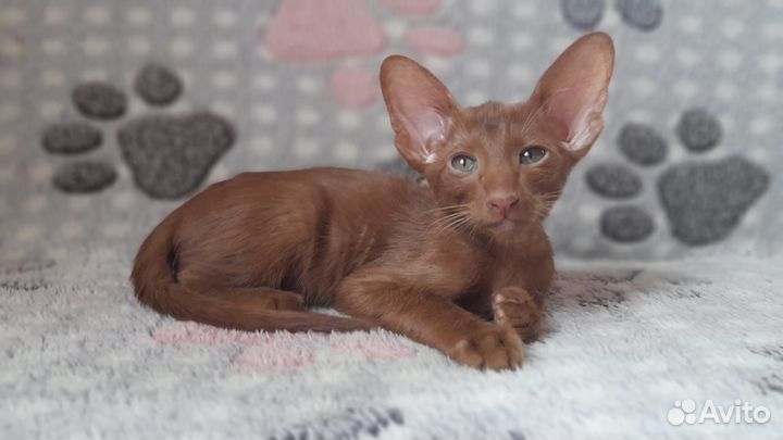 Котик циннамон