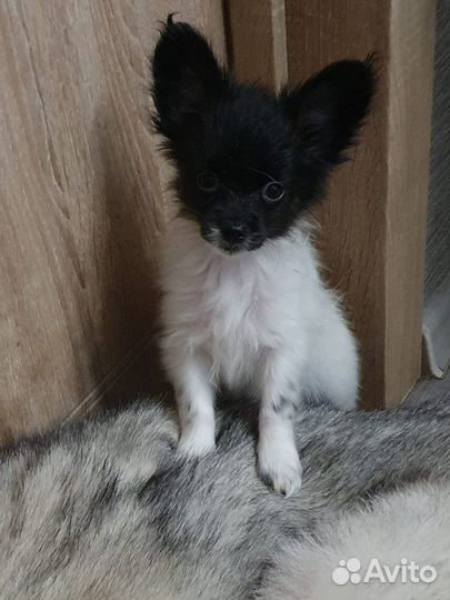 Папийон девочка