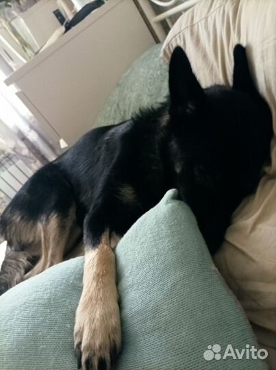 Собака друг