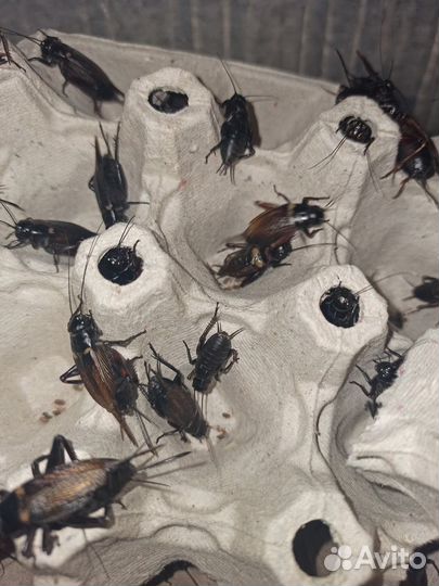 Сверчки двупятнистые, зоофобас, тур. таракан
